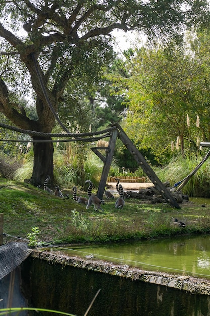 Família de lêmure catta no parque de safári Badoca