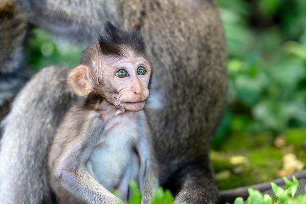 Família de macacos na floresta sagrada de macacos em Ubud, na ilha de Bali, na Indonésia. Close up macaco bebê macaco