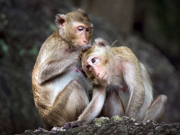 Família de macacos na floresta