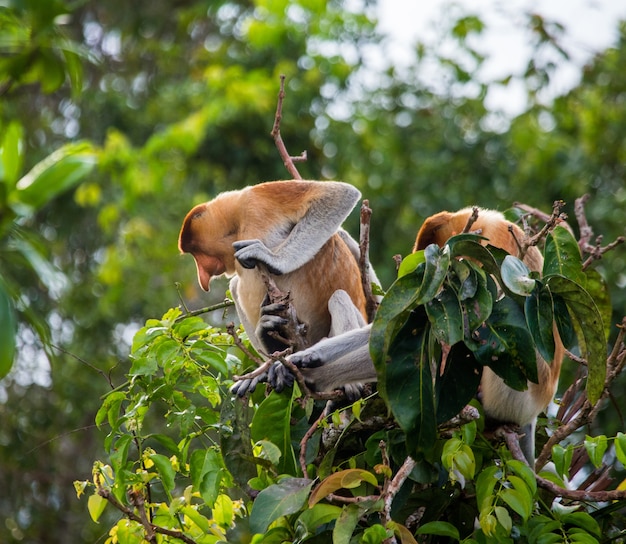 Família de macacos probóscide está sentado em uma árvore na selva. Indonésia. A ilha de Borneo.Kalimantan.