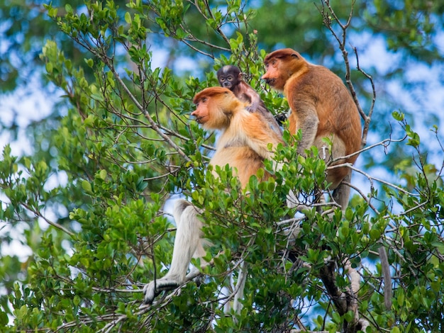 Família de macacos probóscide está sentado em uma árvore na selva. Indonésia. A ilha de Borneo.Kalimantan.