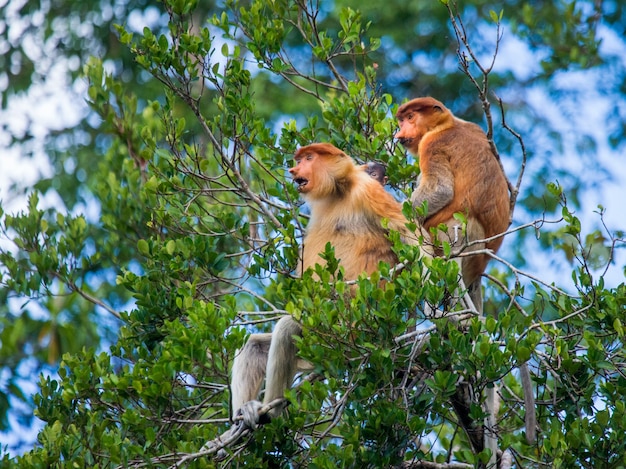 Família de macacos probóscide está sentado em uma árvore na selva. Indonésia. A ilha de Borneo.Kalimantan.