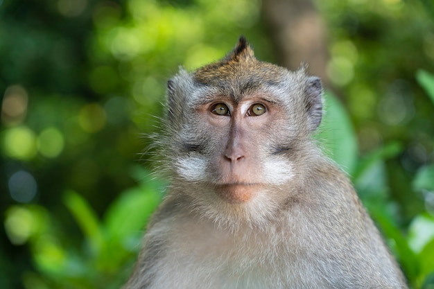 Família de macacos selvagens na floresta sagrada de macacos em Ubud, na ilha de Bali, na Indonésia. Marco de viagem do parque da floresta dos macacos e local de destino turístico na Ásia, onde macacos vivem em um ambiente de vida selvagem