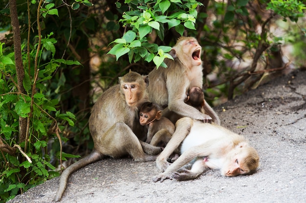 Família de macacos engraçados, Phuket Town Gypsy - Tailândia