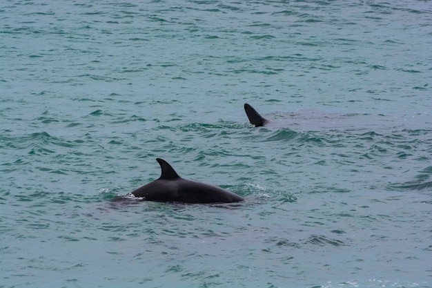 Família de orcas caçando na Península Valdés da Patagônia