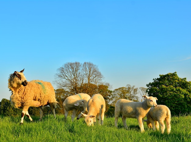 Família de ovelhas pastando no campo contra o céu azul claro