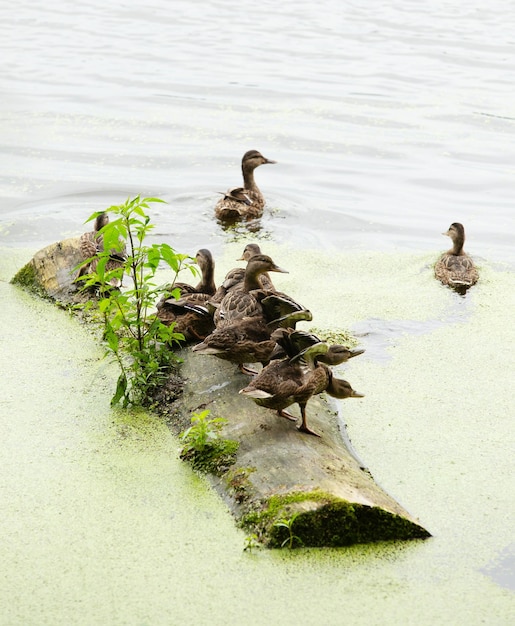 Família de patos está descansando