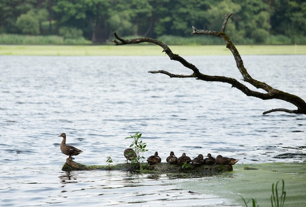 Família de patos está descansando