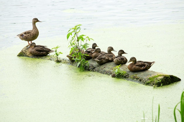 Família de patos está descansando