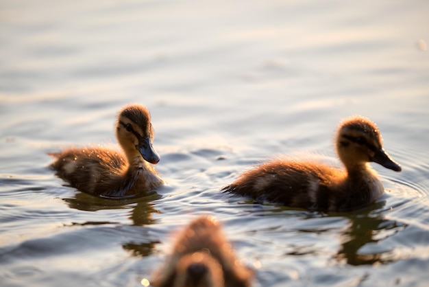 Família de patos selvagens da mãe pássaro e seus filhotes nadando na água do lago ao pôr do sol brilhante Conceito de observação de pássaros