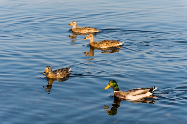 Família de patos selvagens na água