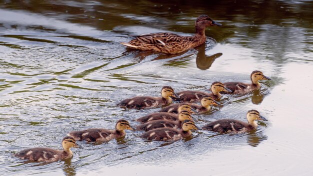 Família de patos