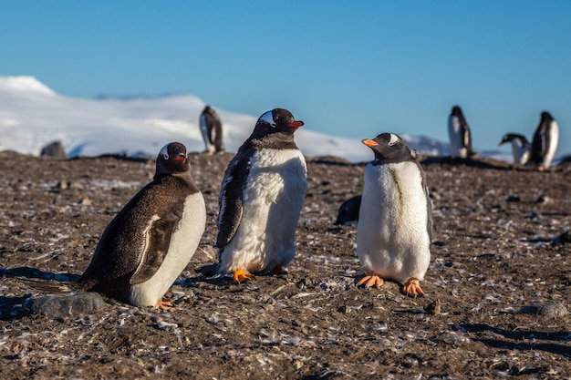 Família de pinguins Gentoo aproveitando a luz do sol na Ilha Barrientos Antártica