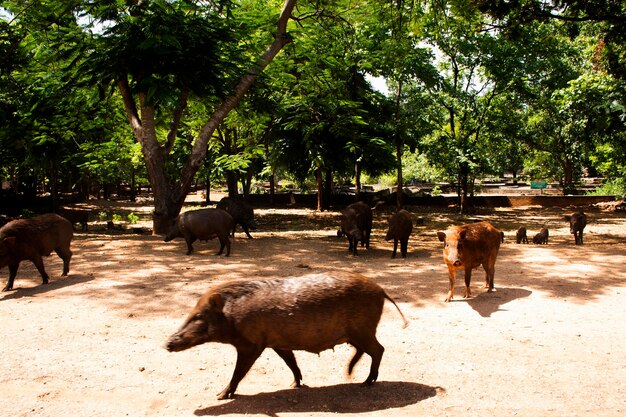 Família de porcos de javali caminha e espera pessoas tailandesas e viajantes estrangeiros visitam e alimentam comida no parque de jardim do Templo do Tigre ou Wat Pha Luang Ta Bua Yanasampanno na cidade de Sai Yok em Kanchanaburi Tailândia
