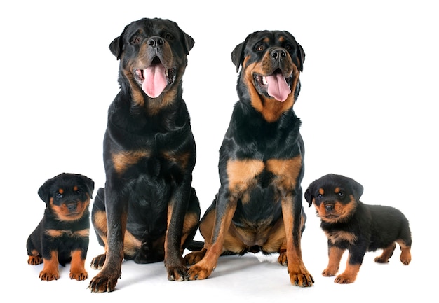 Foto família de rottweilers em estúdio