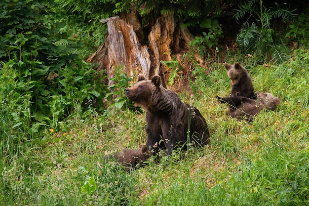 Família de urso-pardo brincando na clareira na natureza de verão