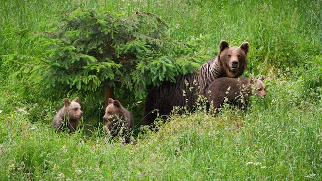 Família de urso pardo movendo-se no pasto na natureza verde