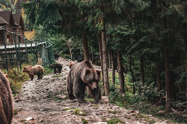 Família de ursos marrons na floresta. Bela vista da floresta.