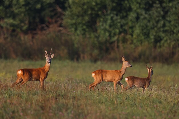 Família de veados caminhando por um campo verde no início da manhã