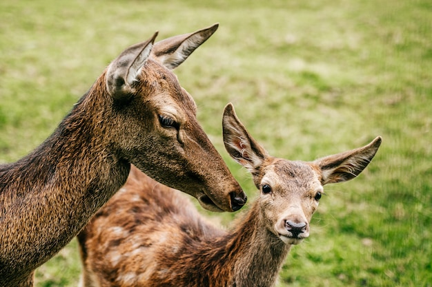 Família de veados na natureza