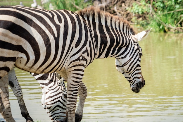 Família de zebra está comendo e bebendo do lago