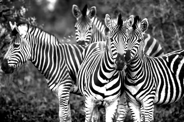 Foto família de zebras selvagens africanas