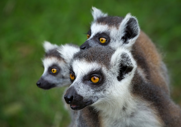 Família do lêmure de cauda anelada (lemur catta).