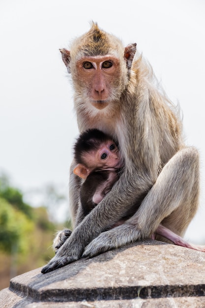 Família do macaco na tailândia.