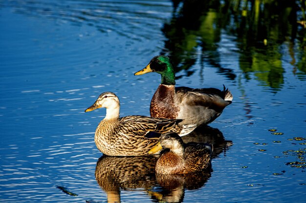 Família dos patos