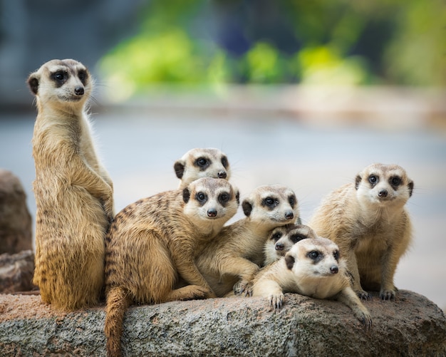 Foto família dos suricatos