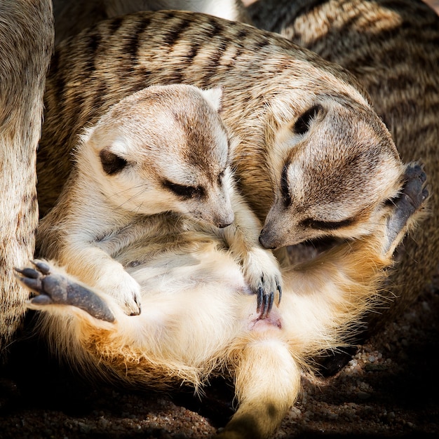 Família dos suricatos