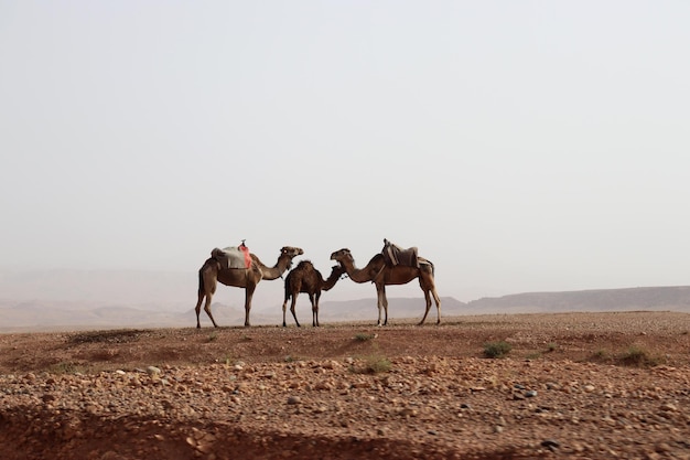 Familia de dromedarios en el desierto del Sáhara