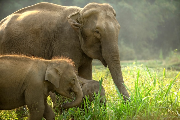 Foto familia de elefante asiático con lindo bebé caminando por el prado.