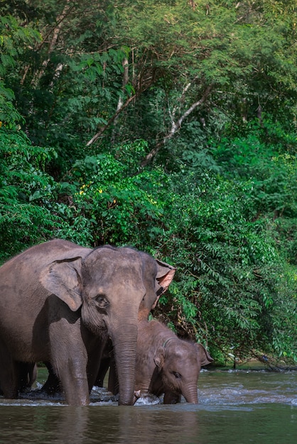 Foto família elefante, em, água