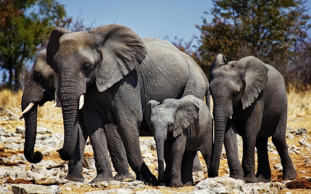 Una familia de elefantes africanos va al abrevadero.