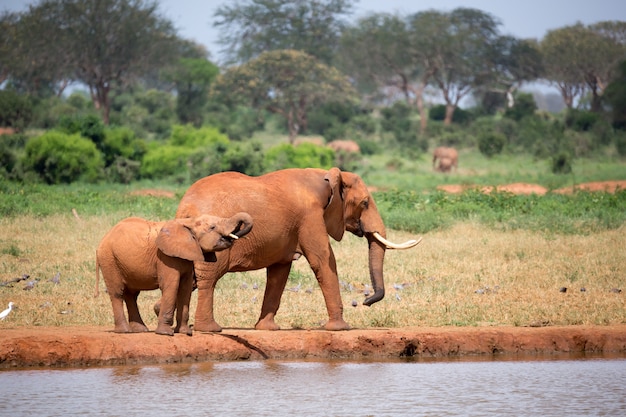 Familia de elefantes bebiendo agua del abrevadero