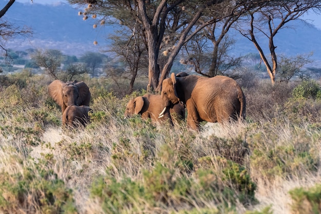 Familia de elefantes. Kenia, África