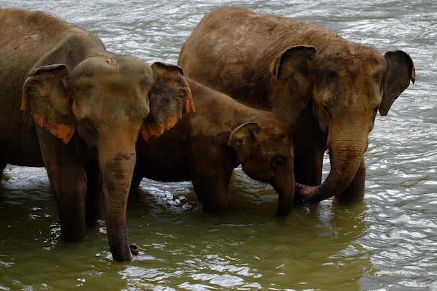 Familia de elefantes en el río en el orfanato de elefantes de Pinnawala, Sri Lanka