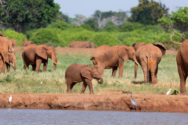 Una familia de elefantes rojos en un pozo de agua en medio de la sabana.