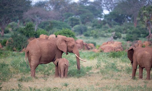 Una familia de elefantes rojos en su viaje a través de la sabana.