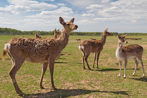 Familia Elk con nubes y cielo despejado