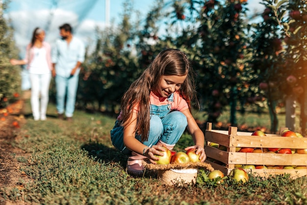 Familia feliz disfrutando juntos mientras recogen manzanas en el huerto.