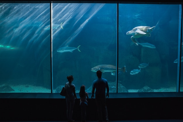 Família feliz olhando o tanque de peixes