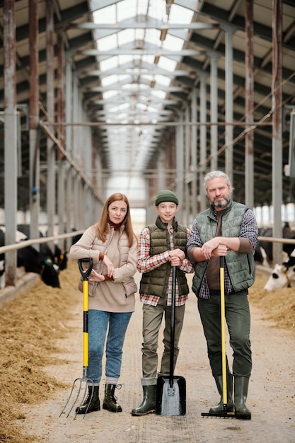 Familia feliz de padre, madre e hijo adolescente en ropa de trabajo sosteniendo horquillas mientras está de pie entre potreros con ganado