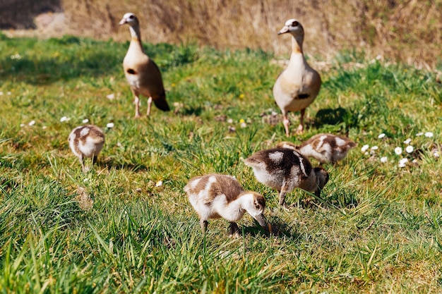 Familia de gansos egipcios en la naturaleza El macho hembra y los pichones del ganso egipcio descansan en la hierba Ganso adulto con pichones Cría de primavera Lindos pichones