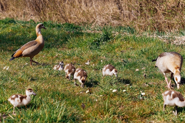 Familia de gansos egipcios en la naturaleza El macho hembra y los pichones del ganso egipcio descansan en la hierba Ganso adulto con pichones Cría de primavera Lindos pichones