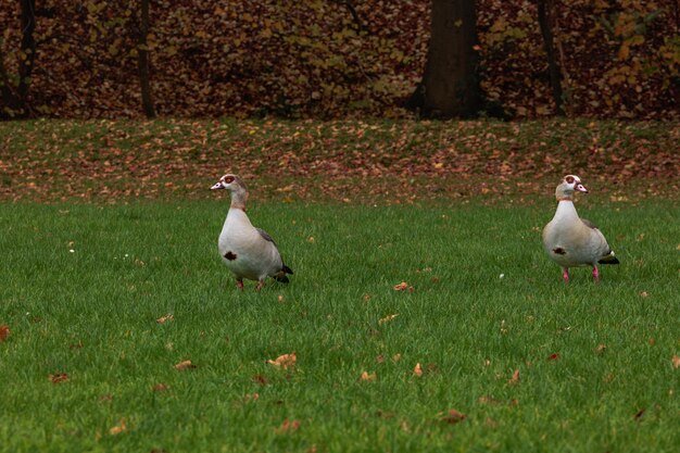 Familia de gansos egipcios de pie en el parque