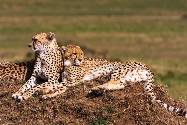 La familia de los guepardos. Colinas de Serengeti, África