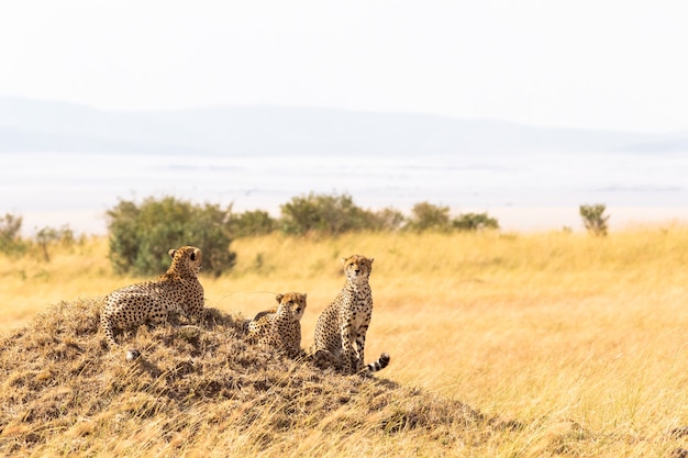 Una familia de guepardos de Masai Mara en una colina de África Kenia