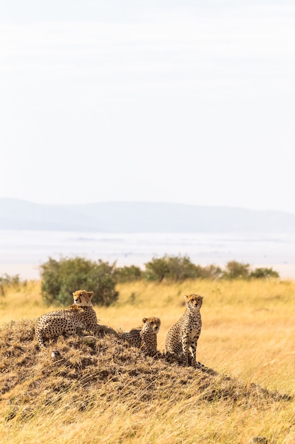 Familia de guepardos de Masai Mara, Kenia, África